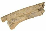 Cretaceous Fossil Dinosaur Limb Bone Section - Wyoming #192590-2